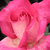 Rózsaszín - Teahibrid rózsa - Rose Gaujard